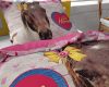 Lenjerie pat Dreamhouse Love Horse Pink, bumbac 100%, husa 140 x 200 cm, 1 fata perna 60 x 70 cm