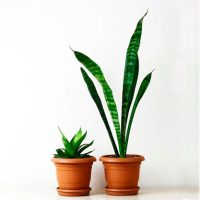 Gradinarit si indicatoare autocolante